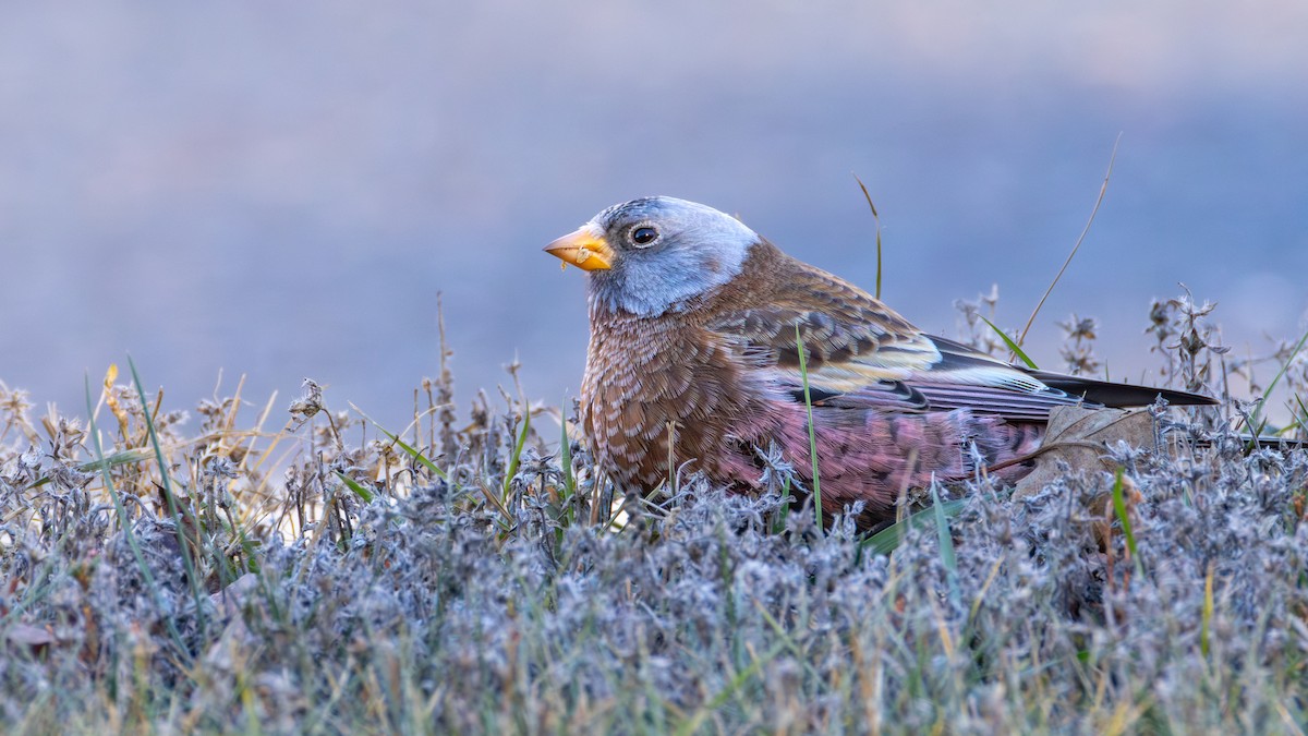 Gray-crowned Rosy-Finch (Hepburn's) - ML645634362