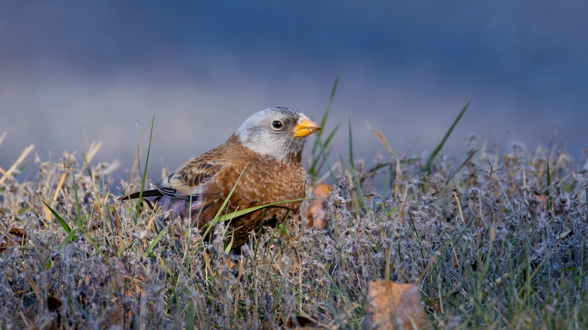 Gray-crowned Rosy-Finch (Hepburn's) - ML645634363