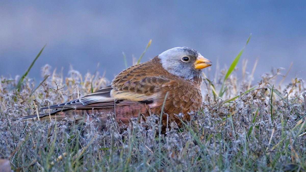 Gray-crowned Rosy-Finch (Hepburn's) - ML645634364