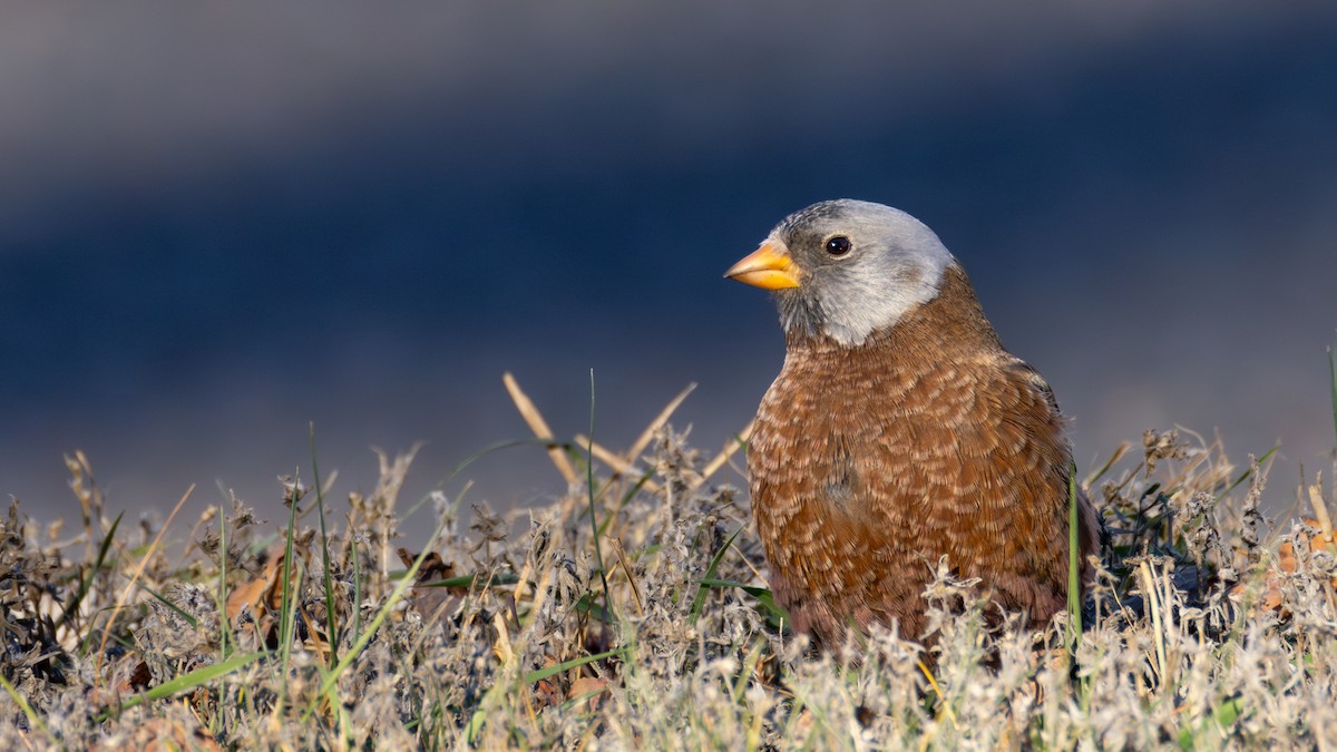 Gray-crowned Rosy-Finch (Hepburn's) - ML645634365
