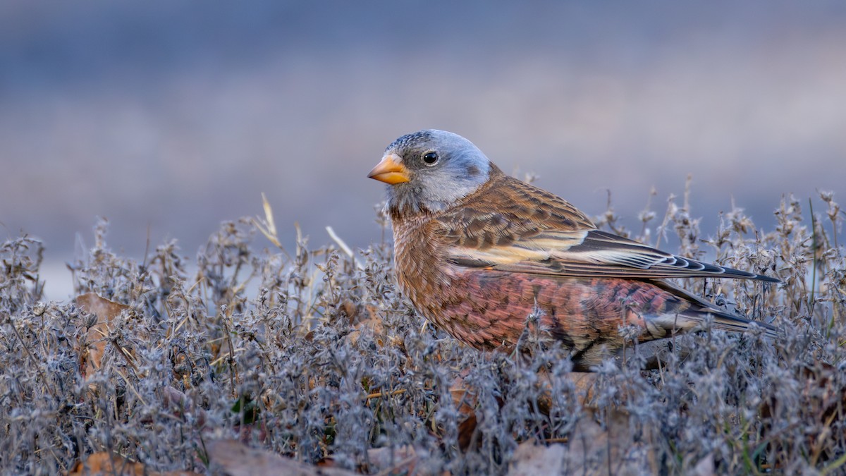 Gray-crowned Rosy-Finch (Hepburn's) - ML645634366