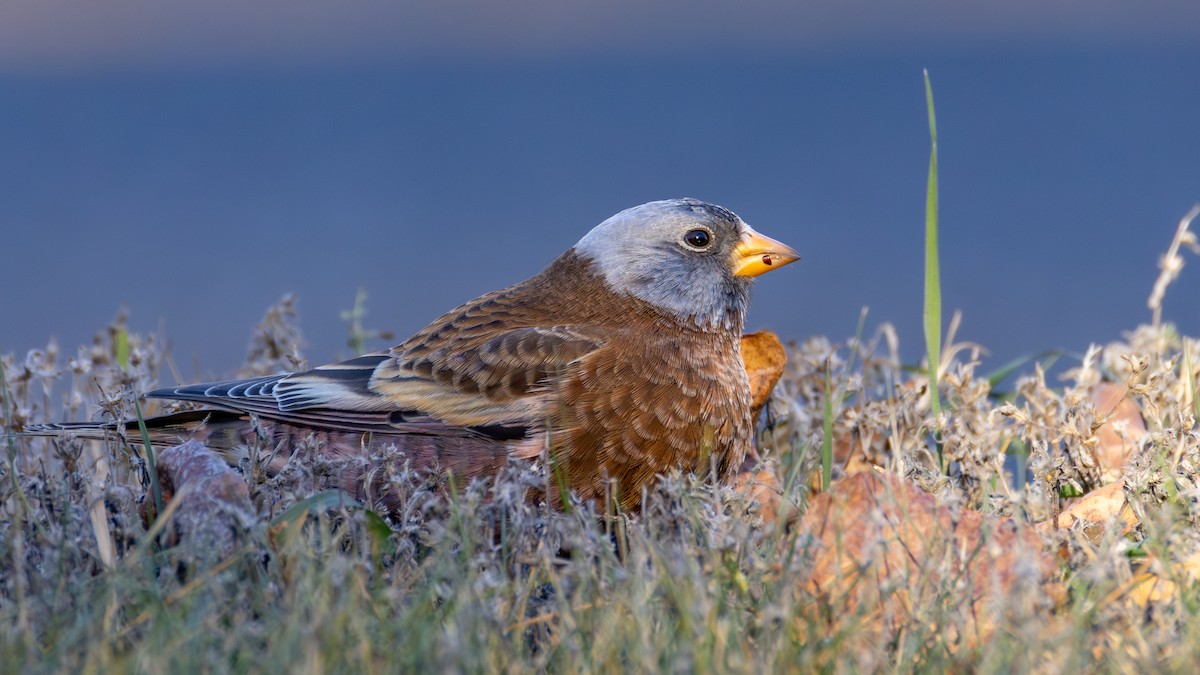 Gray-crowned Rosy-Finch (Hepburn's) - ML645634367