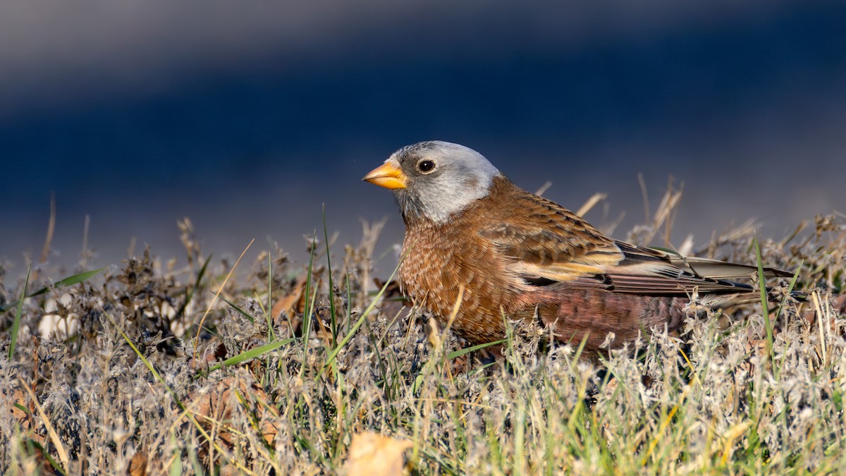 Gray-crowned Rosy-Finch (Hepburn's) - ML645634368