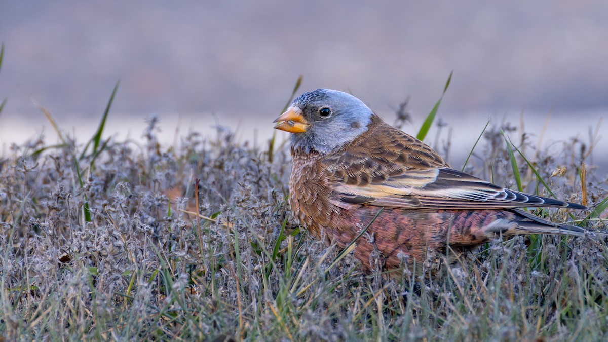 Gray-crowned Rosy-Finch (Hepburn's) - ML645634369