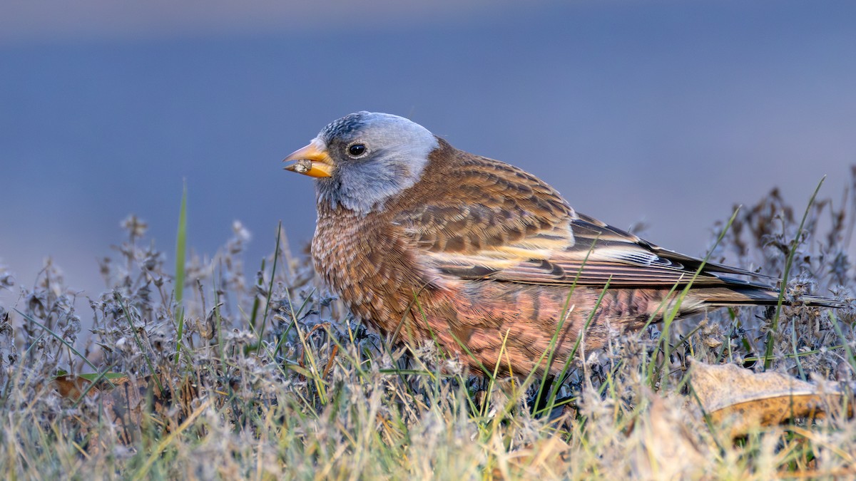 Gray-crowned Rosy-Finch (Hepburn's) - ML645634370
