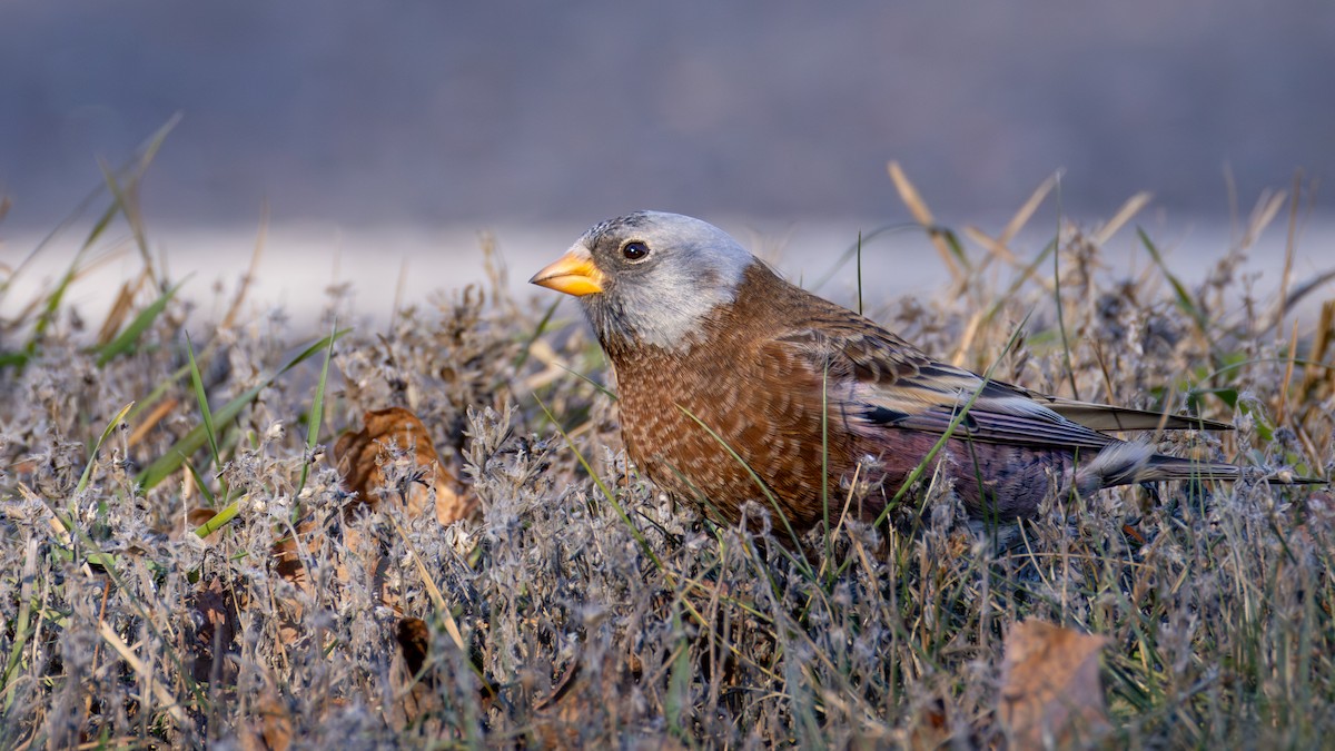 Gray-crowned Rosy-Finch (Hepburn's) - ML645634371