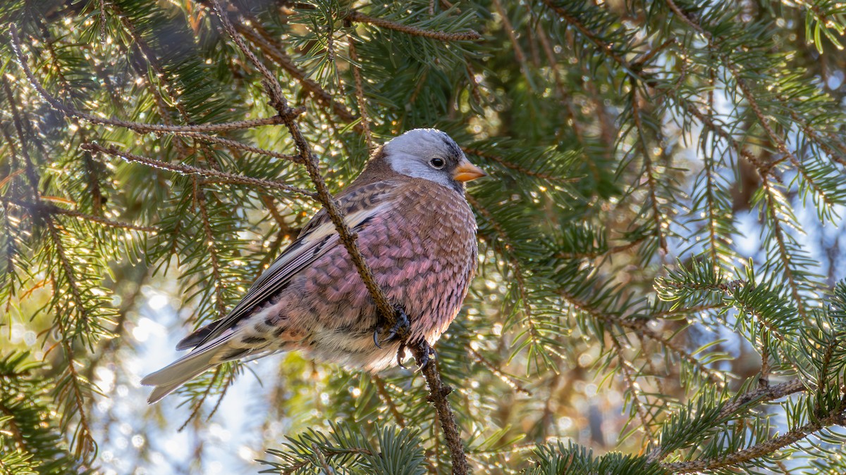 Gray-crowned Rosy-Finch (Hepburn's) - ML645634372