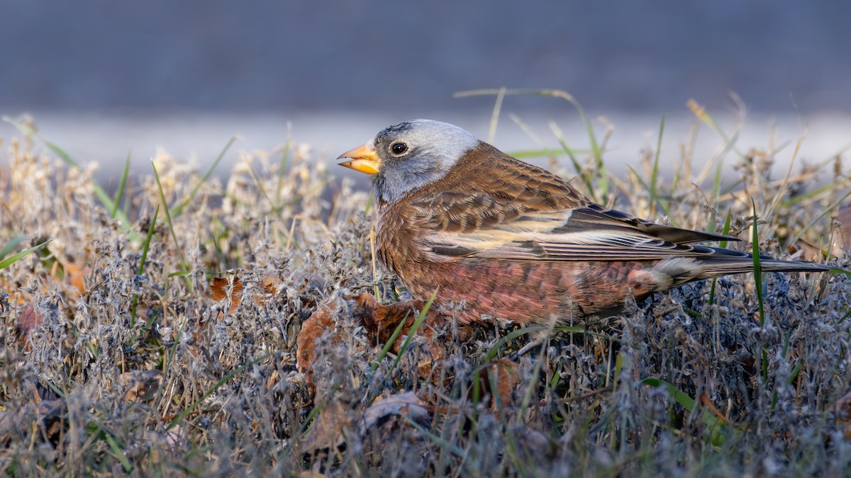 Gray-crowned Rosy-Finch (Hepburn's) - ML645634373