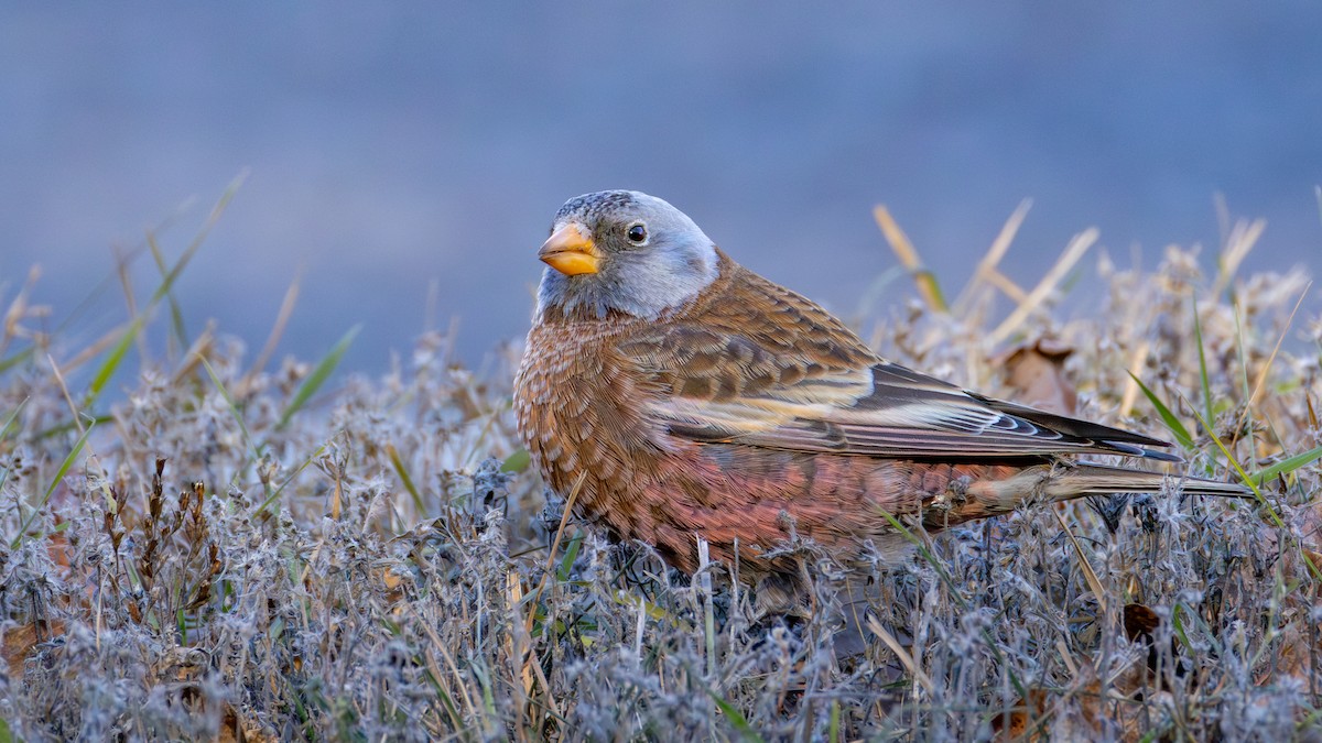 Gray-crowned Rosy-Finch (Hepburn's) - ML645634374