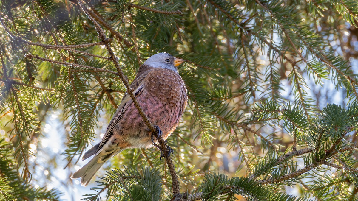 Gray-crowned Rosy-Finch (Hepburn's) - ML645634375