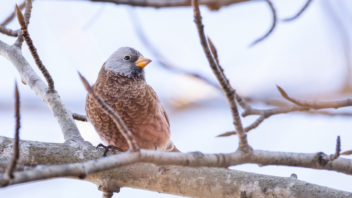 Gray-crowned Rosy-Finch (Hepburn's) - ML645634376