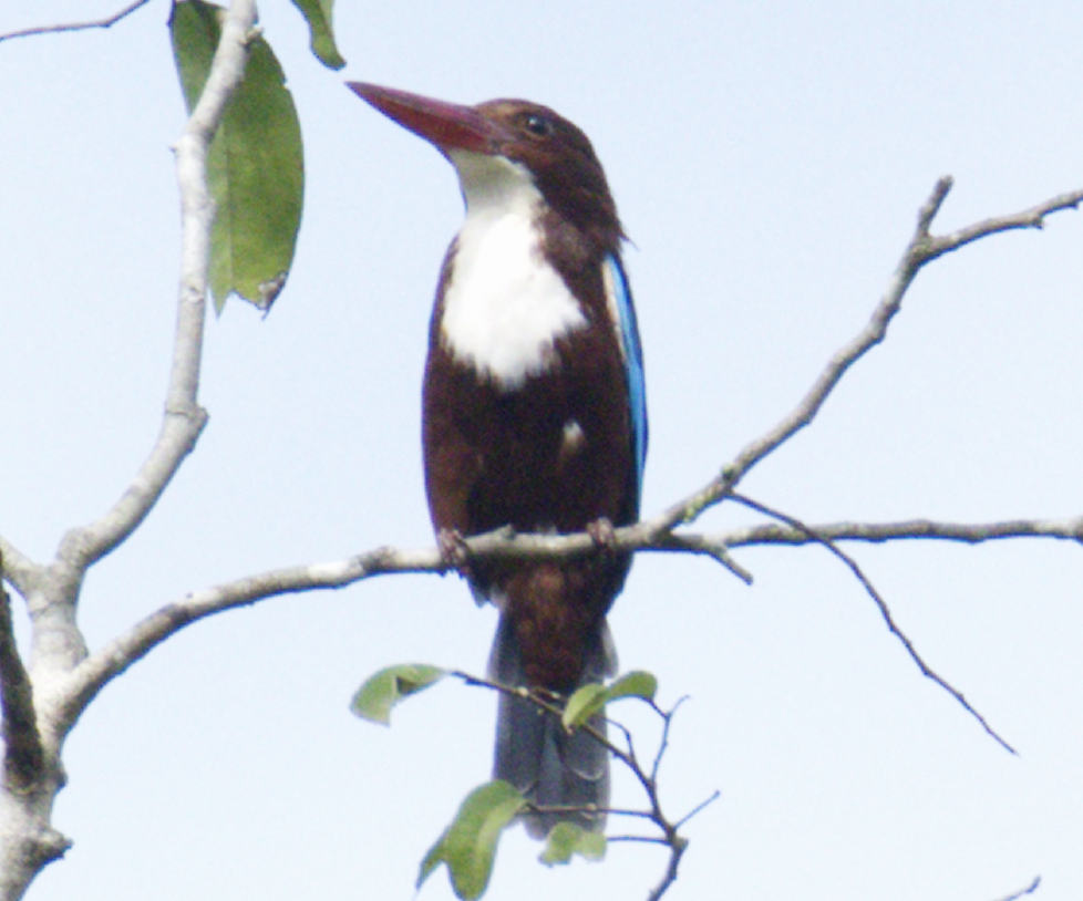 蒼翡翠 - ML645634377