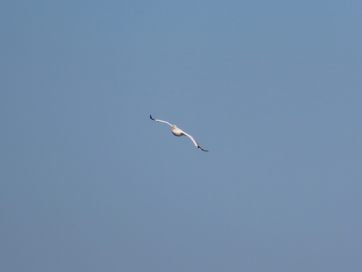 American White Pelican - ML645634379