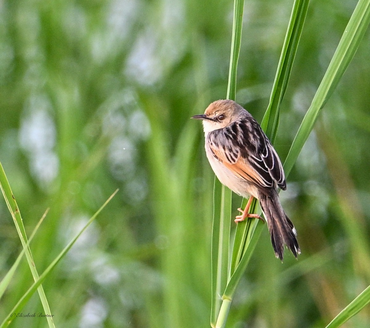 Rufous-winged Cisticola - ML645634388