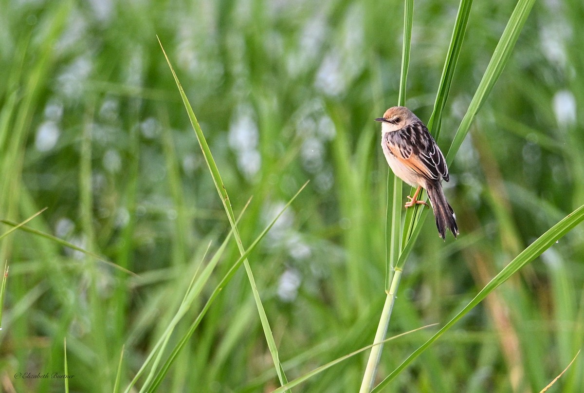 Rufous-winged Cisticola - ML645634389