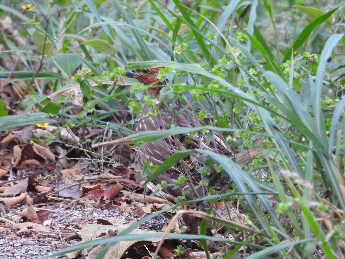 Singing Quail - ML645634390