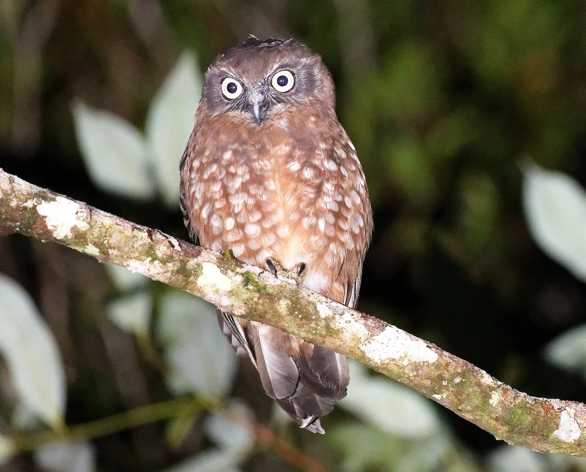 Ninoxe d'Australie - ML645634395