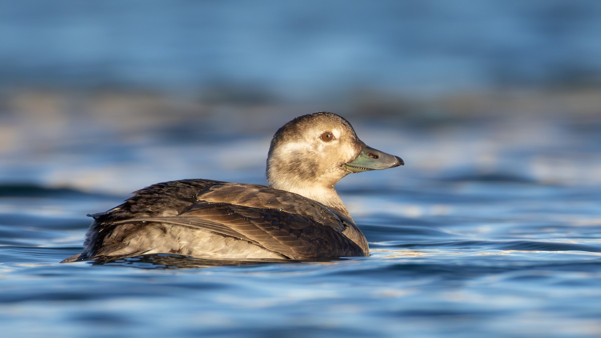 コオリガモ - ML645634398