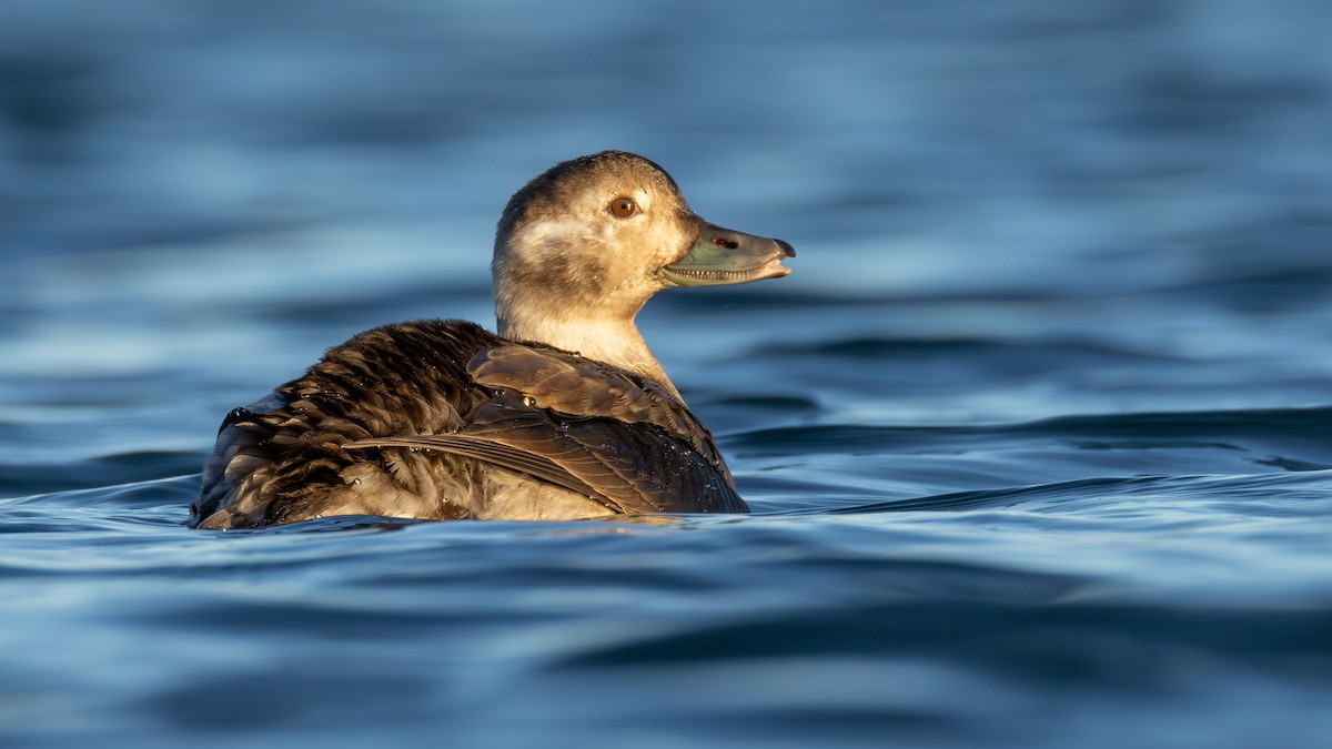 コオリガモ - ML645634399