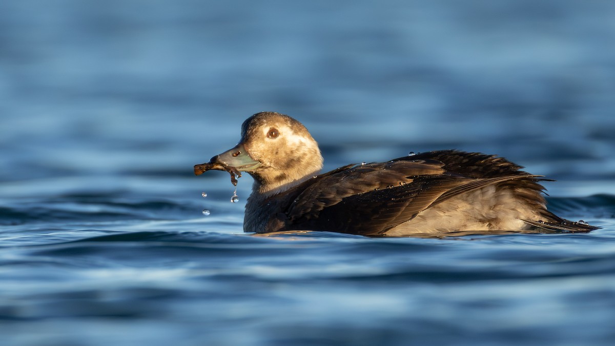 コオリガモ - ML645634400