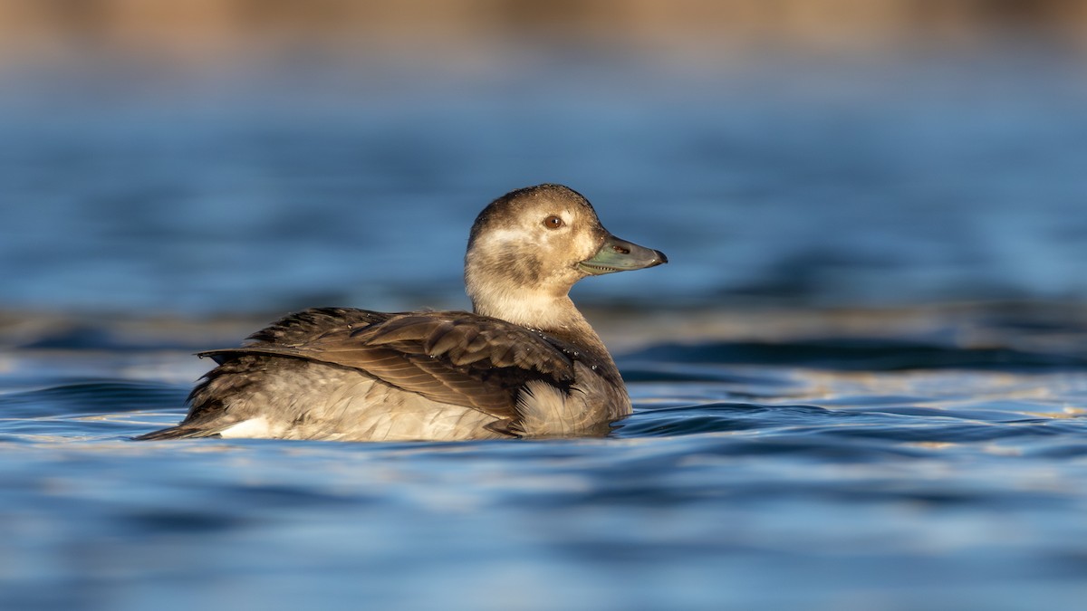 コオリガモ - ML645634401