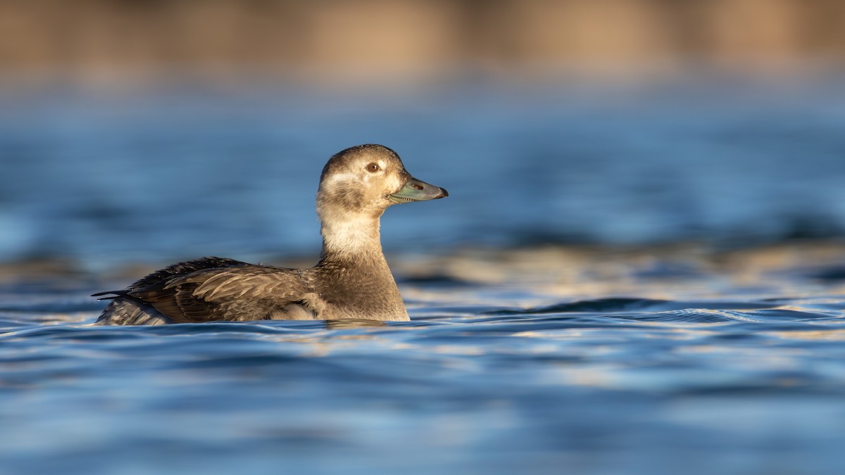 コオリガモ - ML645634402