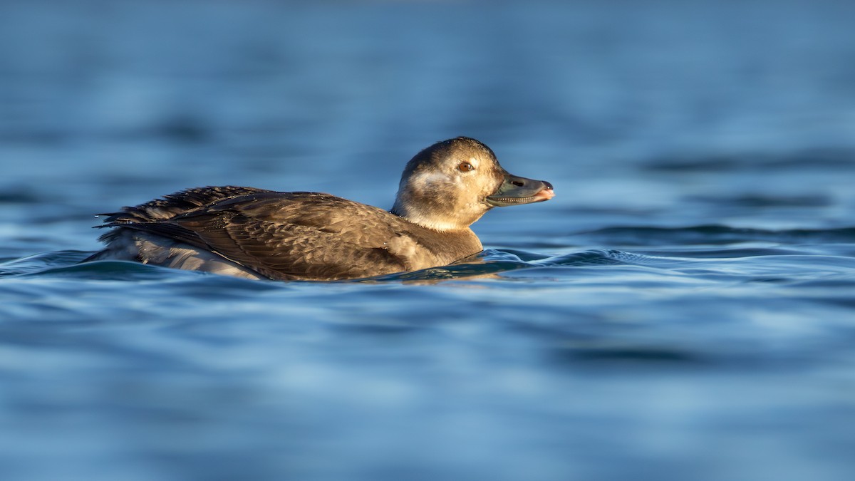 コオリガモ - ML645634403