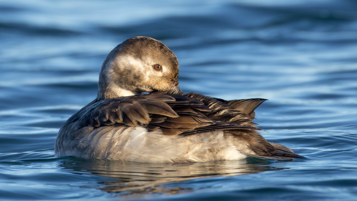 コオリガモ - ML645634404