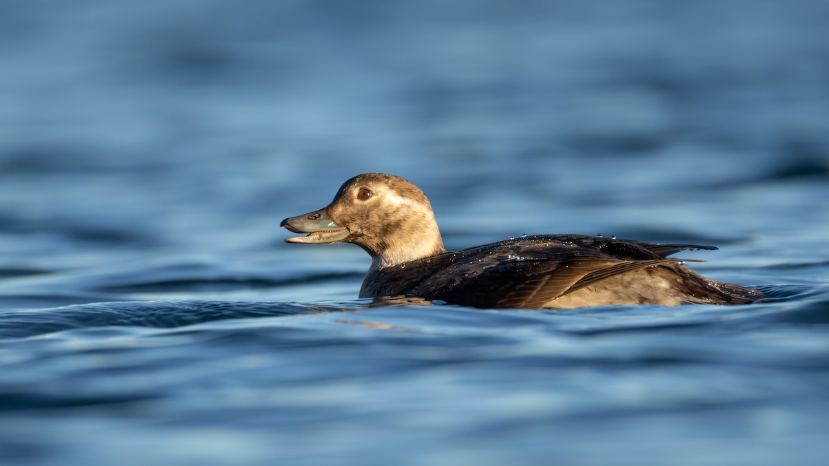 コオリガモ - ML645634405