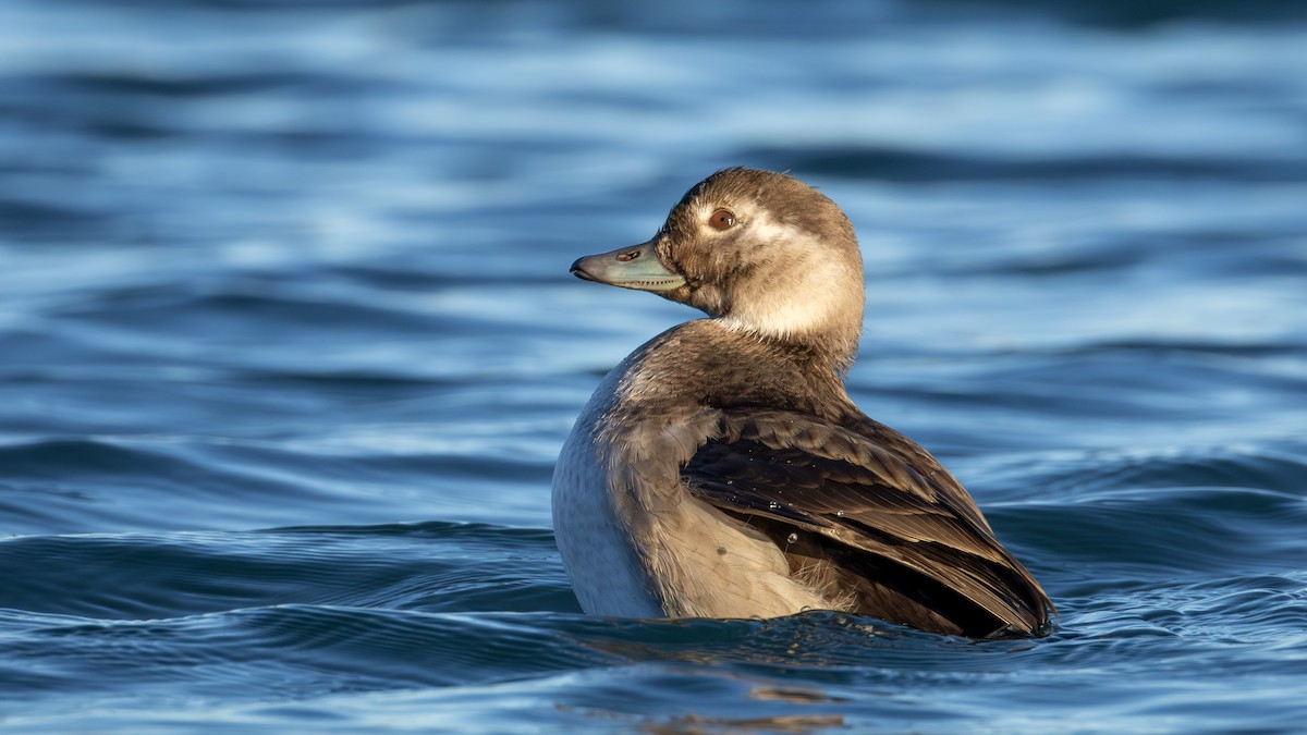 コオリガモ - ML645634406