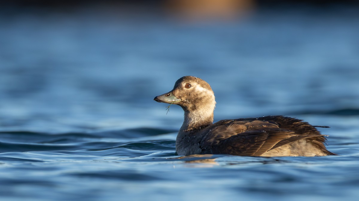 コオリガモ - ML645634407