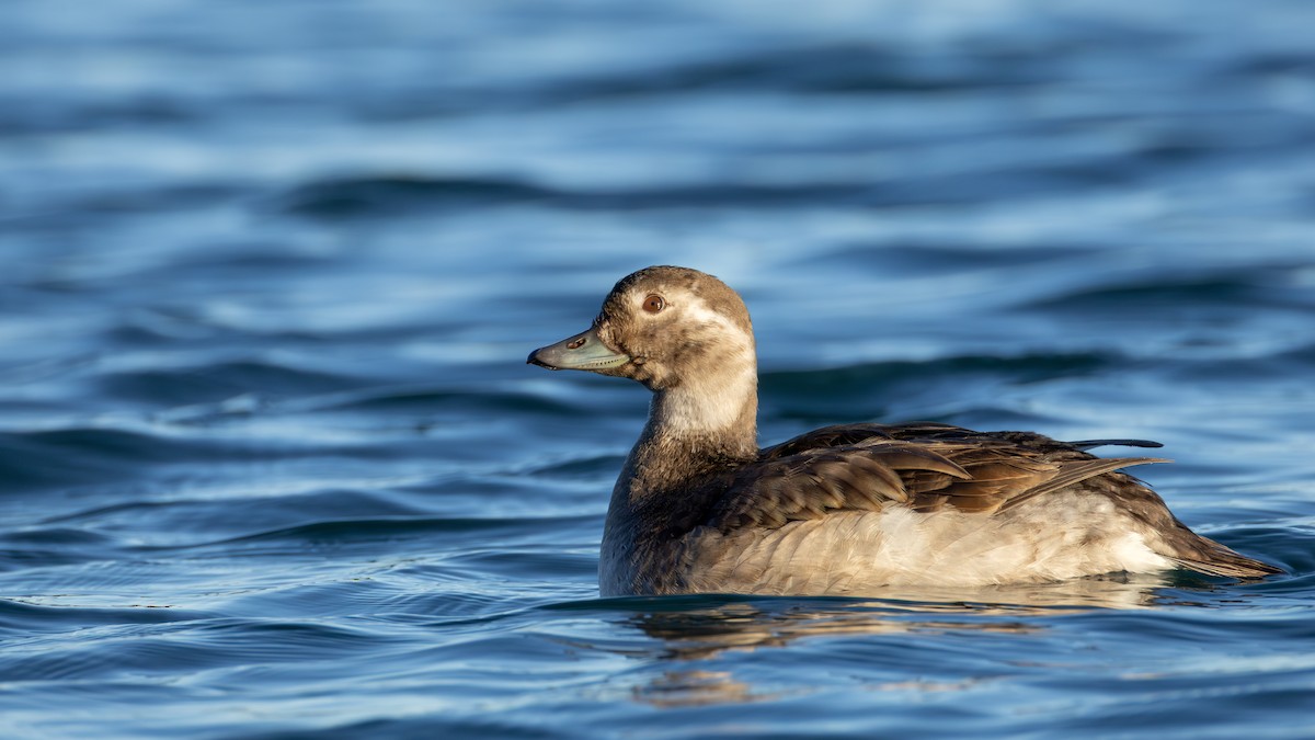 コオリガモ - ML645634408