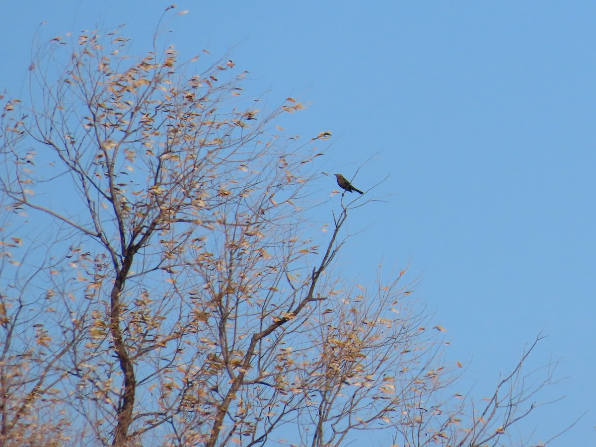 Rusty Blackbird - ML645634409