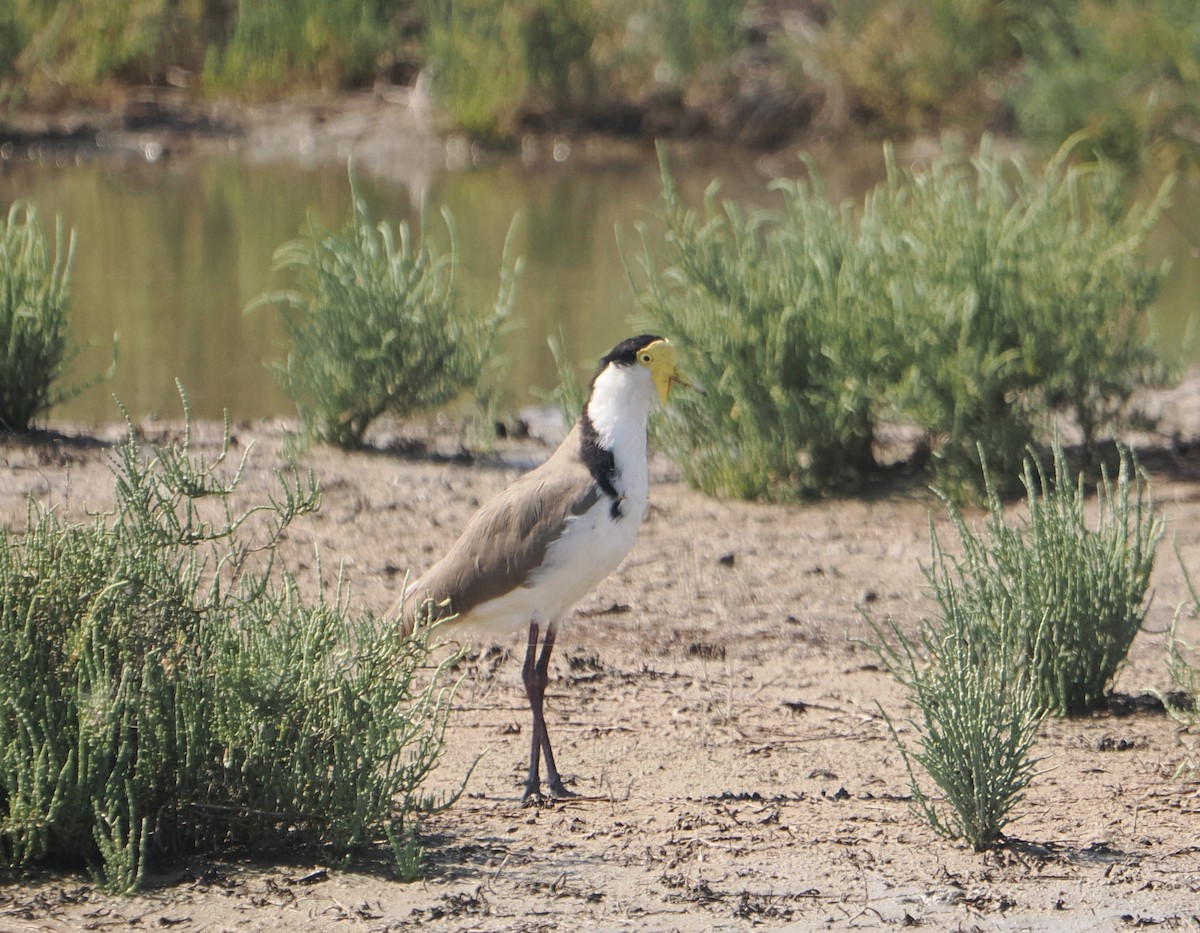 Hegabera maskaraduna - ML645634411