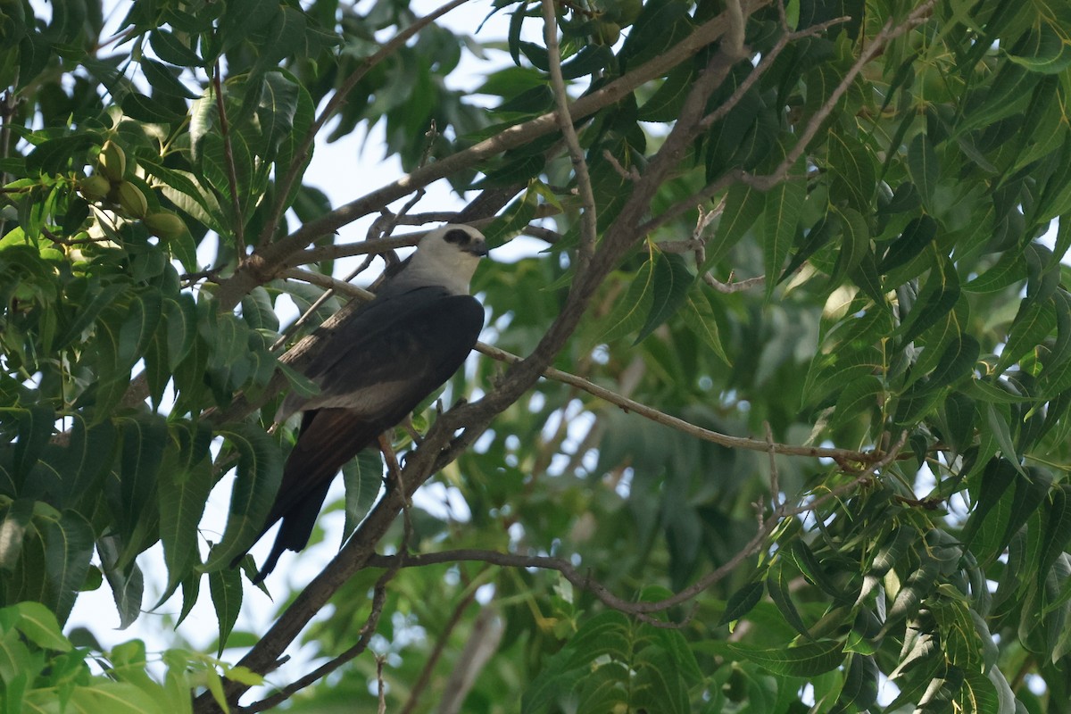 Mississippi Kite - ML645634415