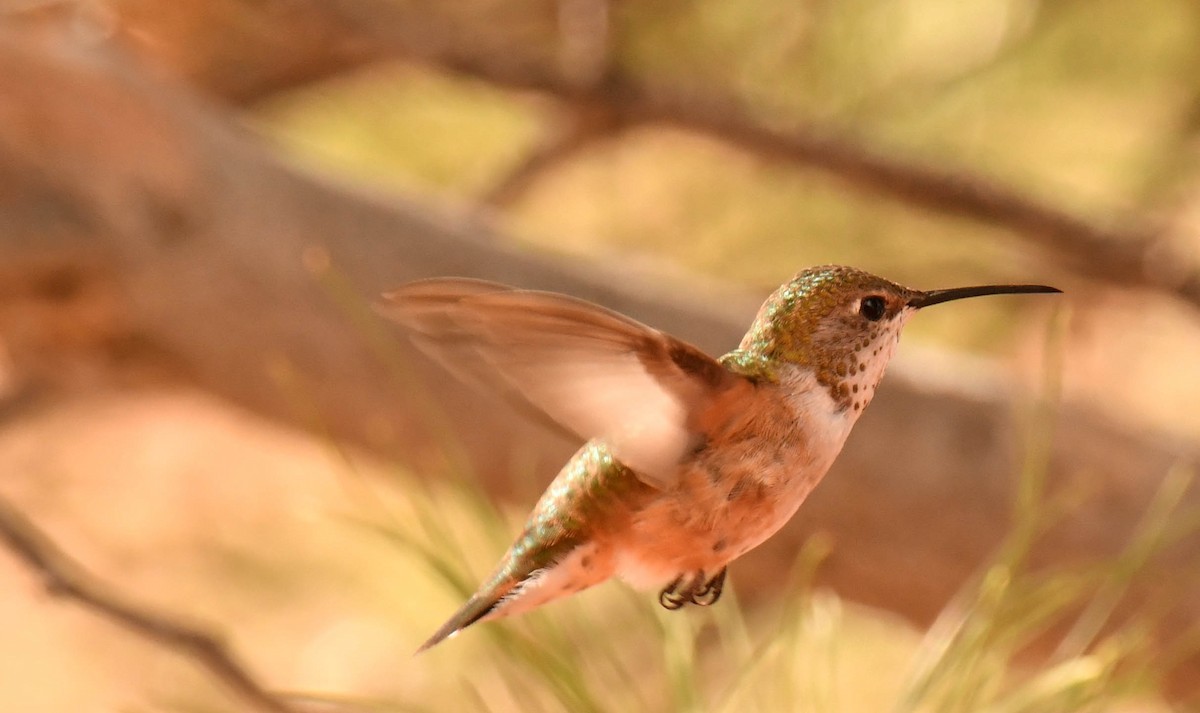 kalypta rezavolesklá - ML645634417