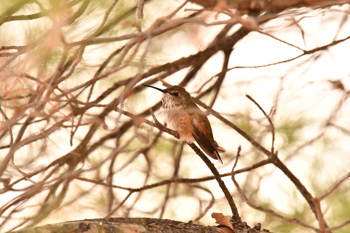 kalypta rezavolesklá - ML645634418