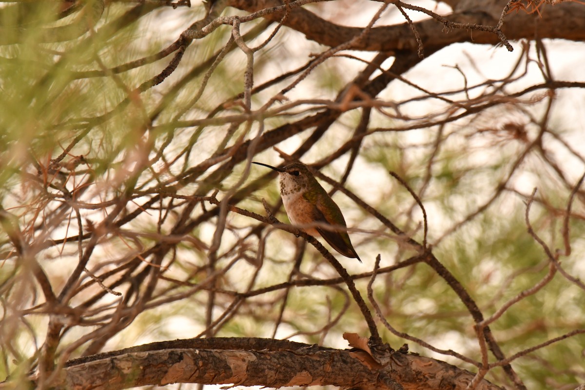 kalypta rezavolesklá - ML645634419