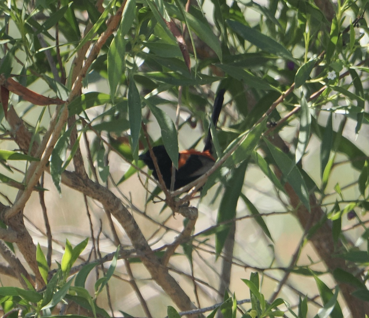 Maluro Dorsirrojo - ML645634421