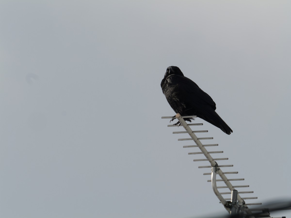 Corneja Negra - ML645634423