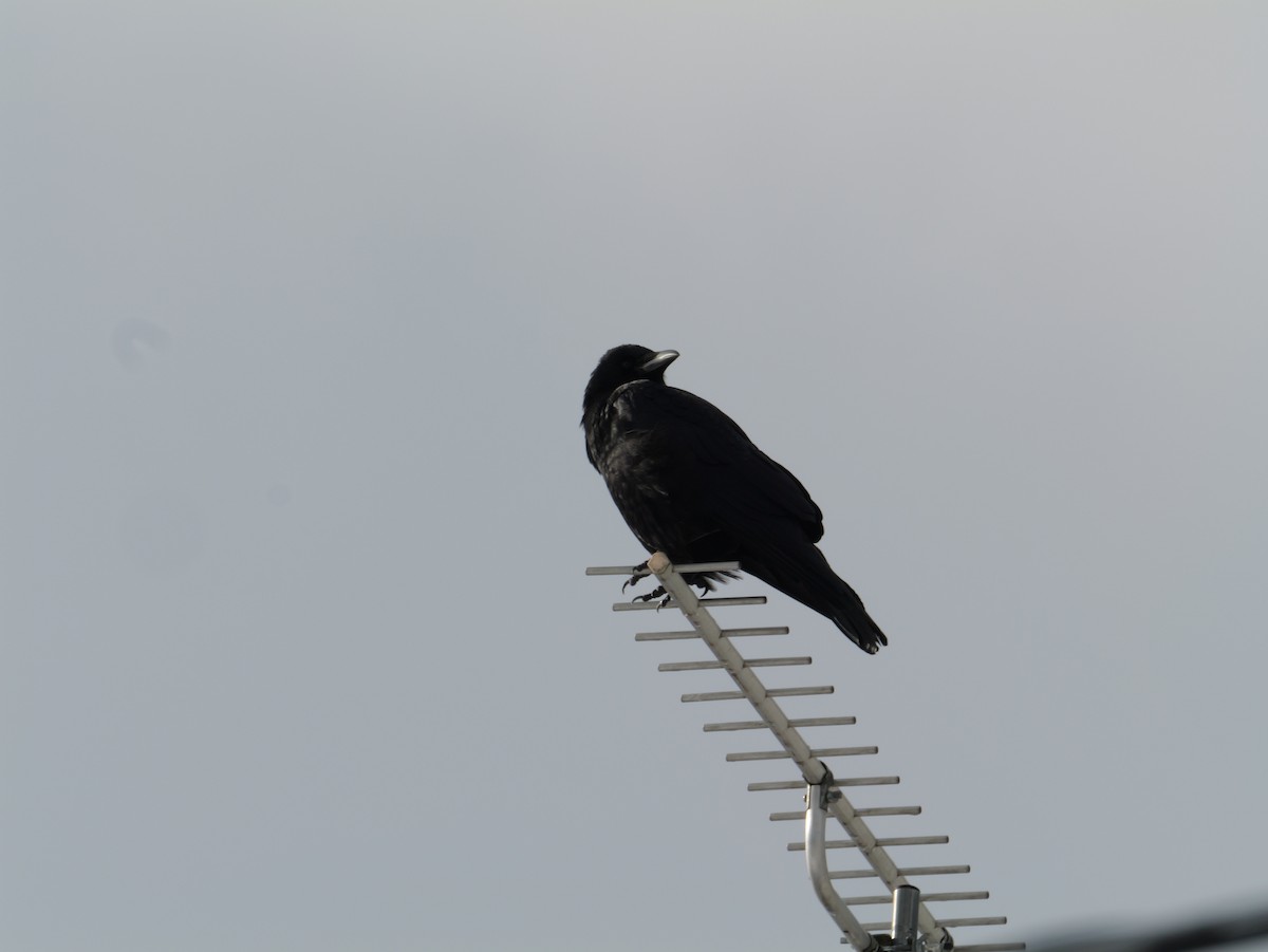 Corneja Negra - ML645634424