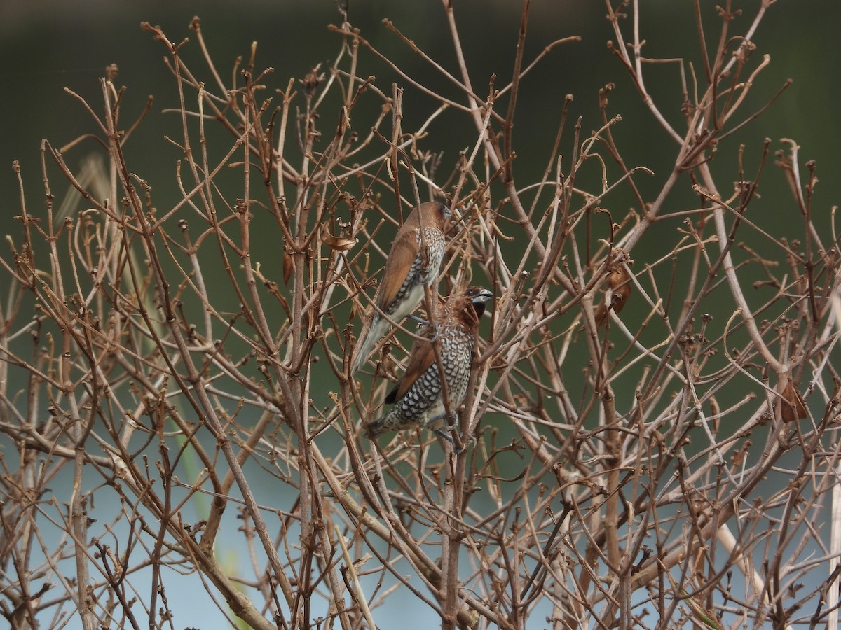 Capuchino Punteado - ML645634425