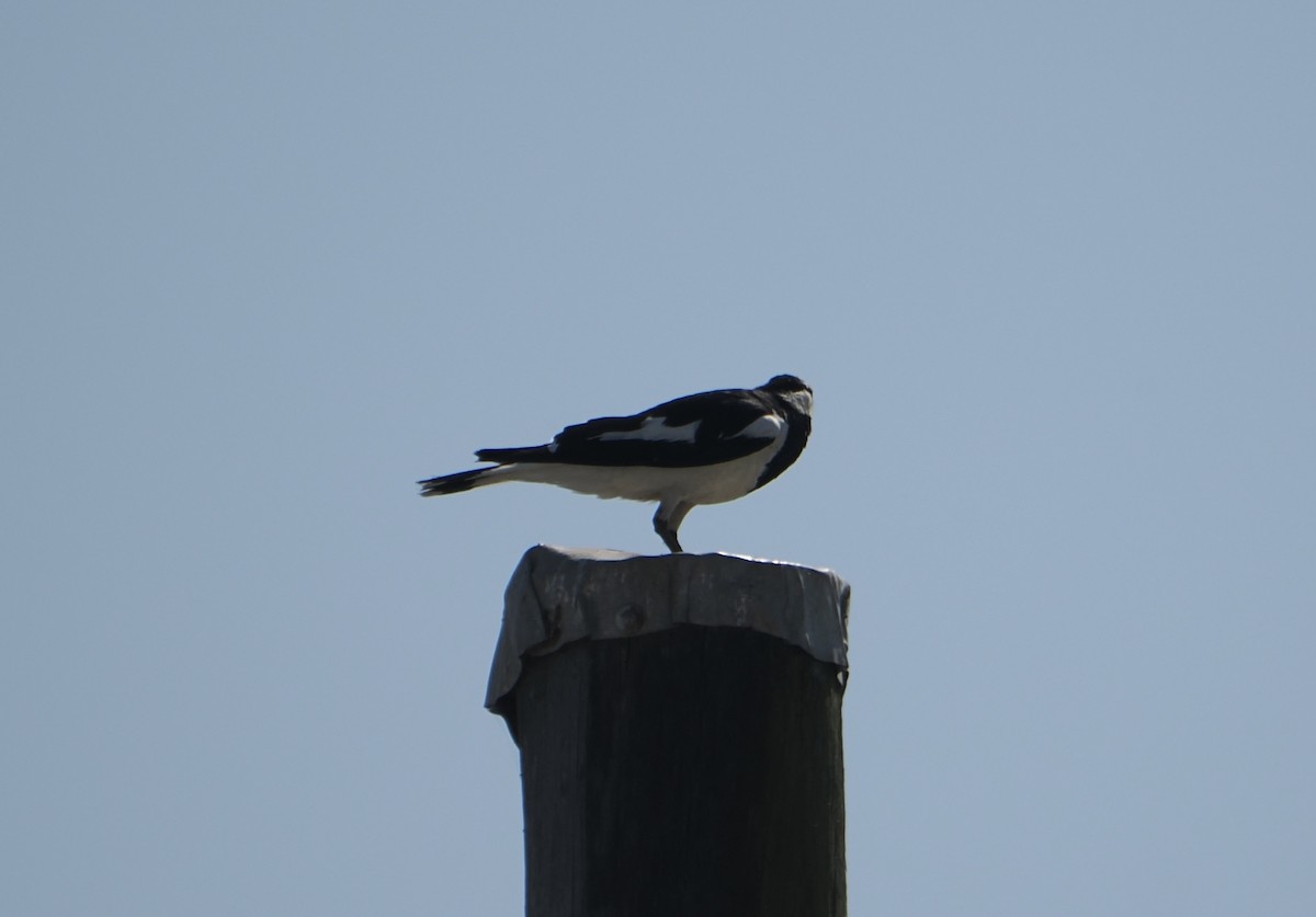 Grallina Australiana - ML645634426