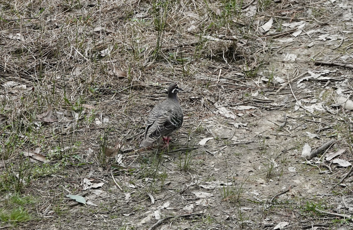 Paloma Bronce Común - ML645634427