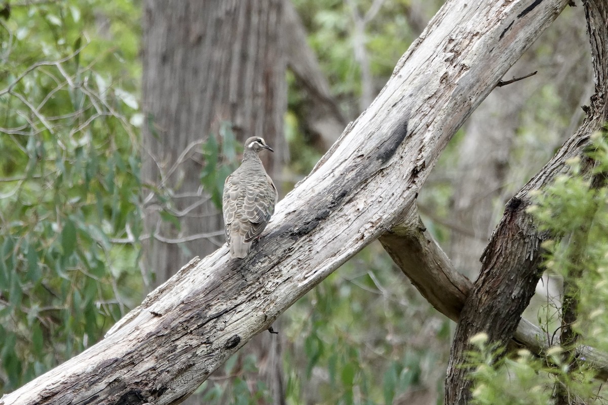 Paloma Bronce Común - ML645634428