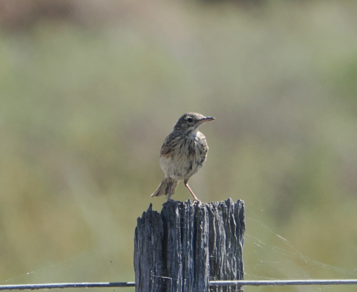 Bisbita Australiano - ML645634429