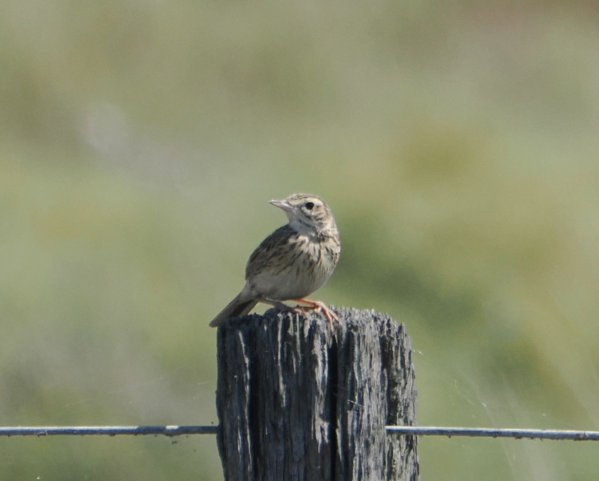 Bisbita Australiano - ML645634430