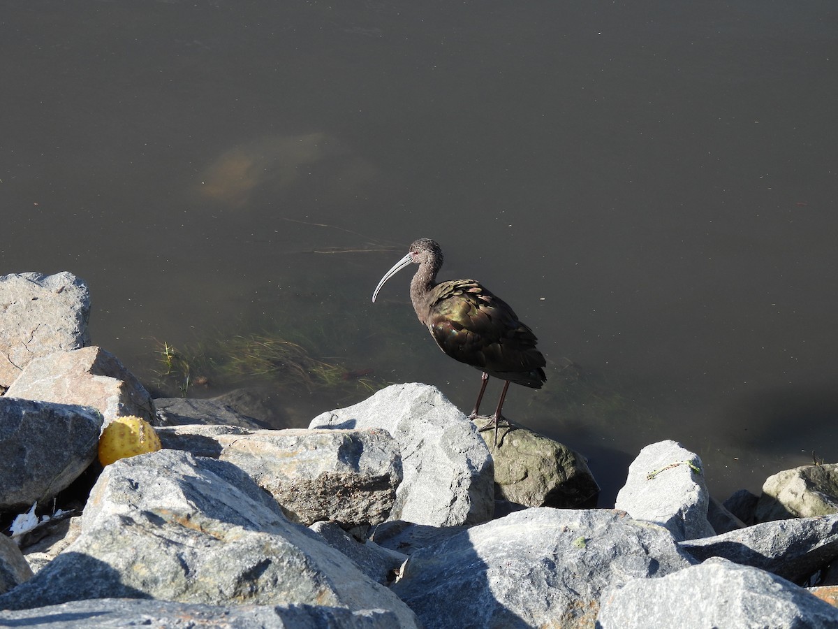 Morito Cariblanco - ML645634431