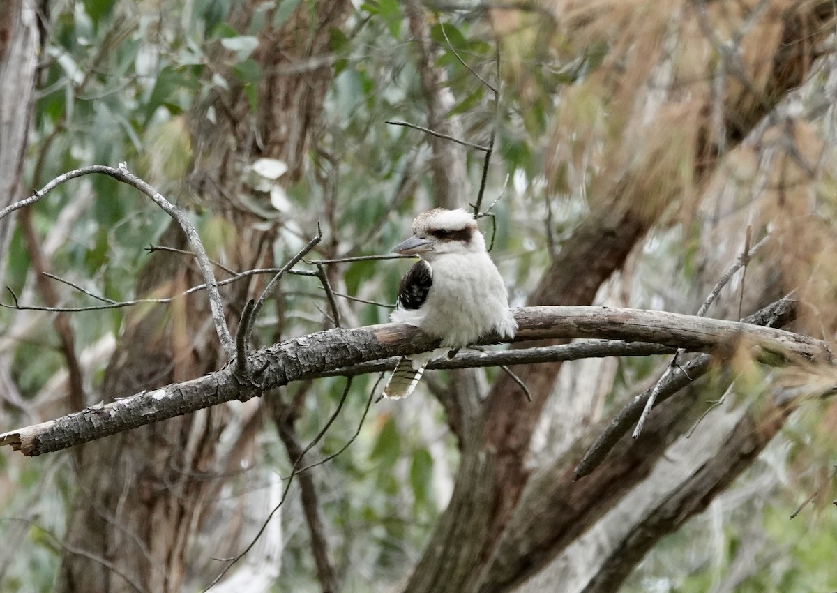 Cucaburra Común - ML645634432
