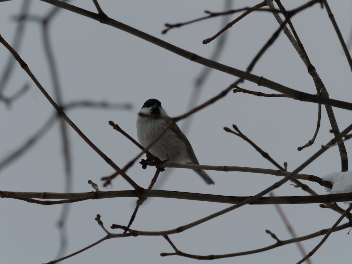 Carbonero Palustre - ML645634433